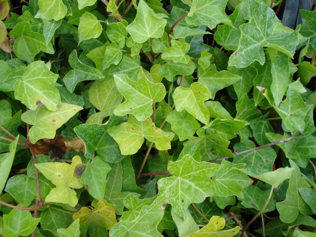 Hedera helix